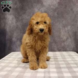 Molly, Mini Goldendoodle Puppy